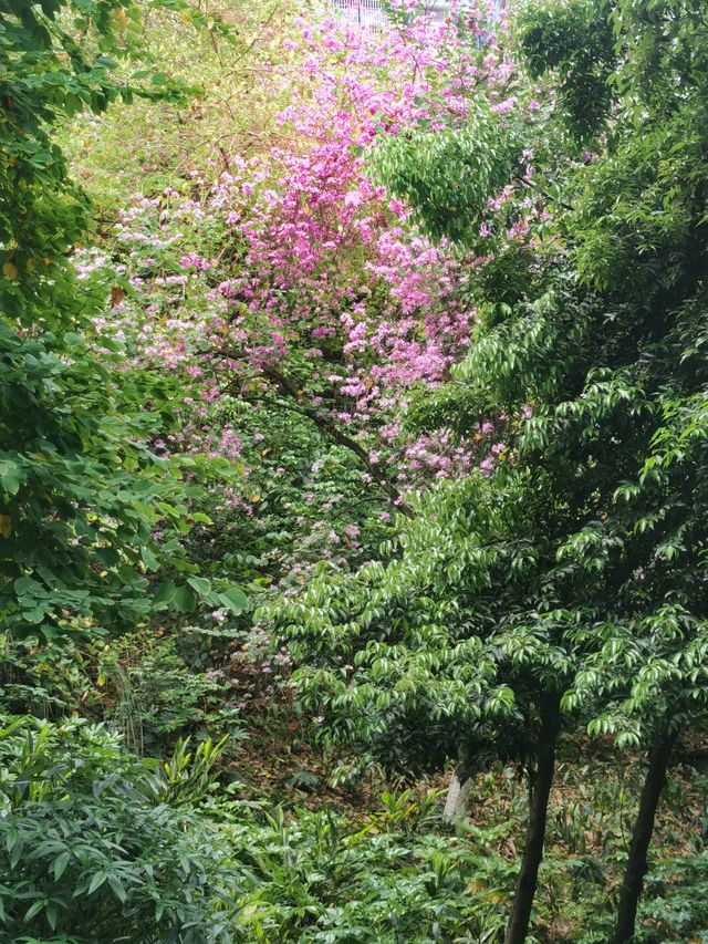 重慶寶藏公園 | 寶聖湖公園