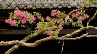 園愛紫薇：清溪園