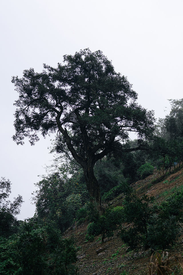 雨中闖走馬崗，在諸暨的迷霧森林裡找野趣！