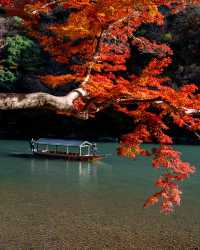日本賞楓季全攻略一鍵get絕美紅葉觀賞期!