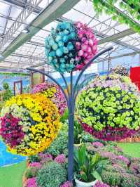 淮安白馬湖公園的菊花展