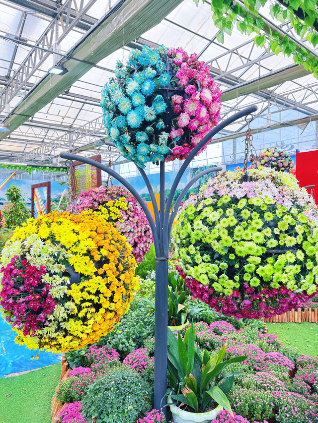 淮安白馬湖公園的菊花展