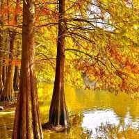 가을 난징, 명효릉의 물푸른나무 숲이 너무 아름다워요🍂