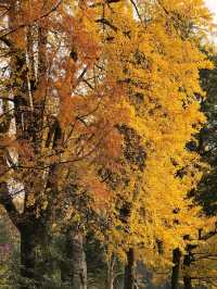 誰懂啊！秋天的都江堰藏著 “金色徒步道”