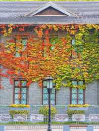 南京總統府秋日限定中國最美窗戶也太絕了吧！