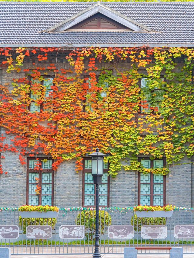 南京總統府秋日限定中國最美窗戶也太絕了吧！