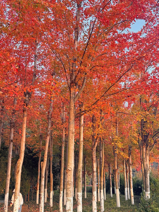 青島秋日漫遊｜把浪漫焊在山海間