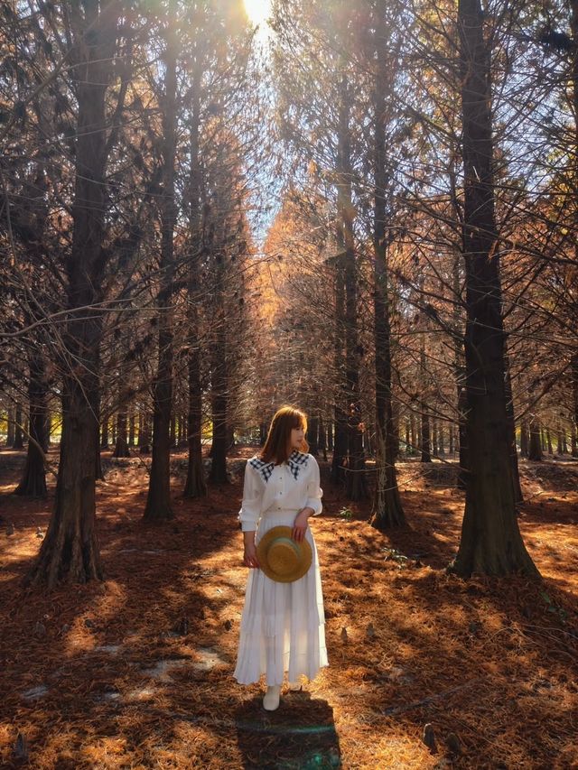 絕美!包場整個落羽松林的韓劇級浪漫 絕美!包場整個落羽松林的韓劇級浪漫