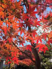 東京周邊8個絕美賞楓之地~