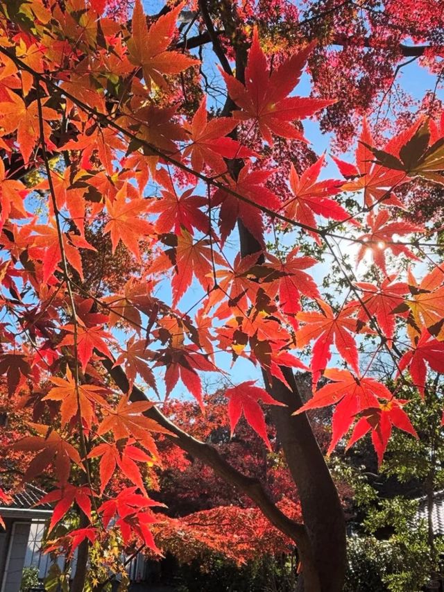 東京周邊8個絕美賞楓之地~