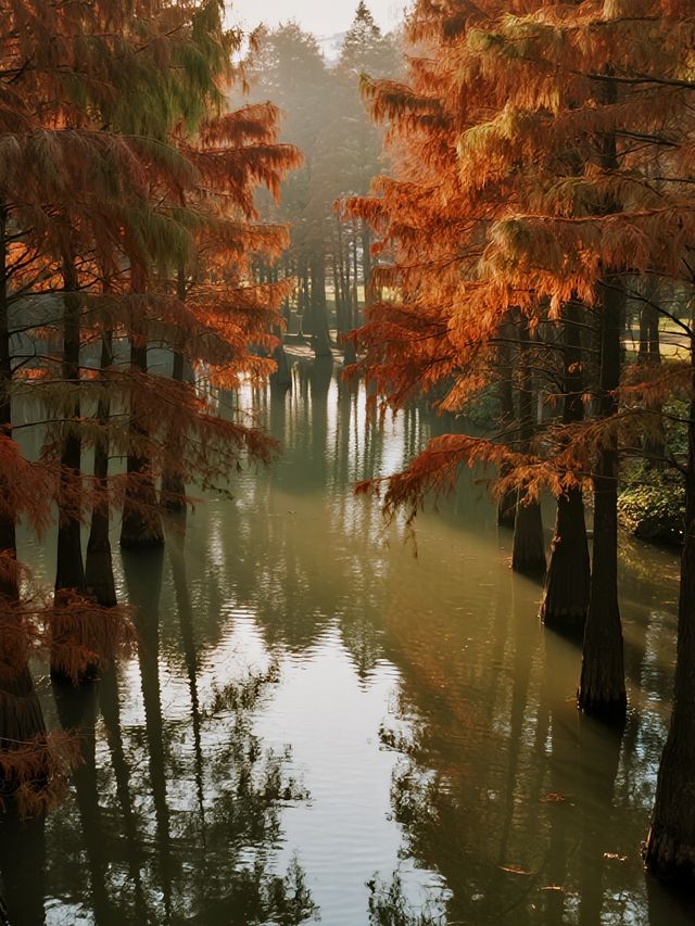 帶娃逛南京秋景！免費又好拍的10個地方