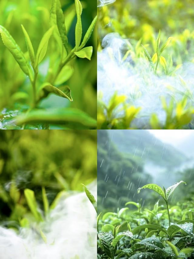 蒙頂山登天蓋寺觀雲海觸摸天空的藍