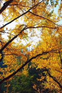 上海杭州周邊｜不在奈良，在諸暨