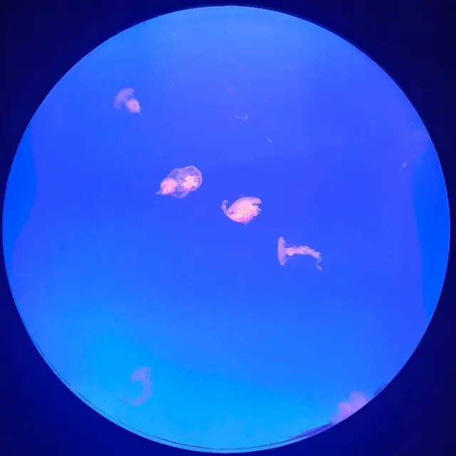 Dive Into Wonder: Shanghai Ocean Aquarium Adventure 🐠🌊