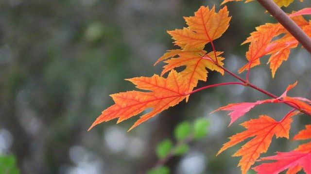 打卡舜皇山絕美四季|秋日限定彩林 & 冬季童話雲海 打卡舜皇山絕美四季|秋日限定彩林 & 冬季童話雲海