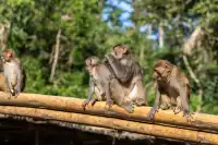 西雙版納遇“土匪猴”!零食差點被搶光