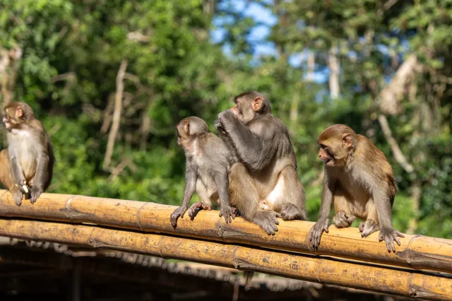 西雙版納遇“土匪猴”!零食差點被搶光 西雙版納遇“土匪猴”!零食差點被搶光
