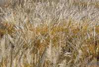 11月桂林深秋漫遊全攻略錯過等一年