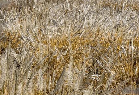 11月桂林深秋漫遊全攻略錯過等一年