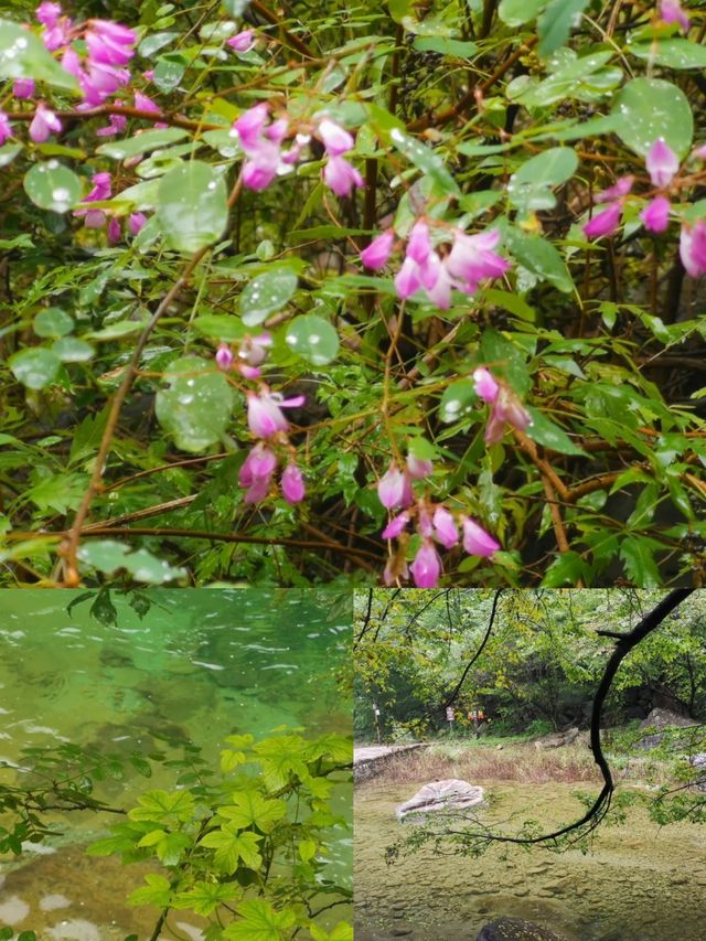 華北第一瀑+太行獼猴互動，這份避坑指南讓你玩出“仙境感”！