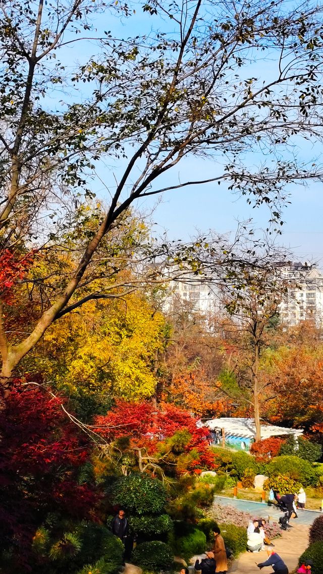 秋日青島楓葉秘境 秋日青島楓葉秘境