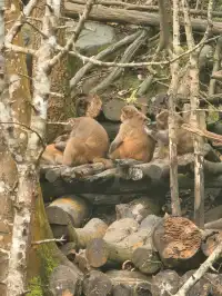 雲南普洱太陽河森林公園