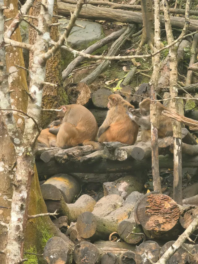雲南普洱太陽河森林公園 雲南普洱太陽河森林公園