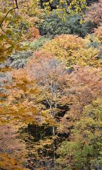 陝西秋日封神之境！黎坪紅葉美到失語