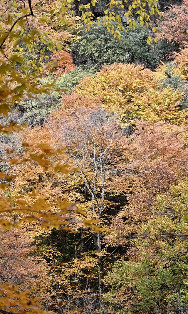 陝西秋日封神之境！黎坪紅葉美到失語