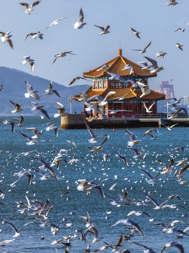 冬季的青島才是旅行天花板!! 冬季的青島才是旅行天花板!!