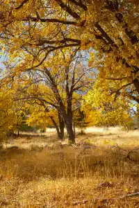 “南加無秋？”我不這麼認為喔