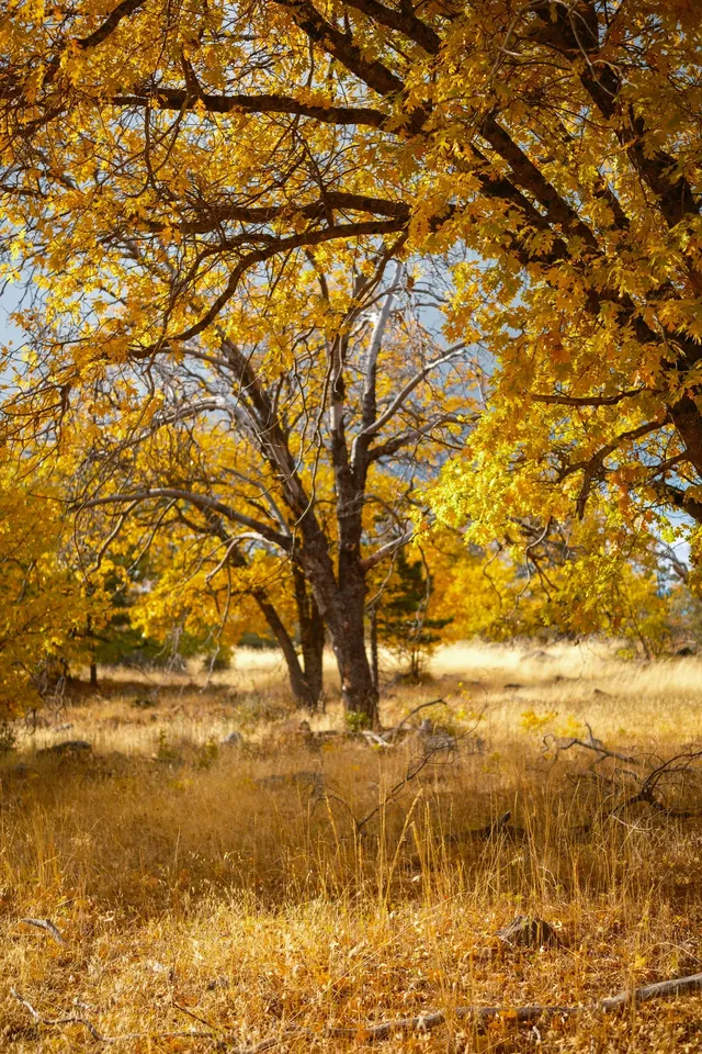 “南加無秋？”我不這麼認為喔