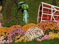 共青森林公園菊花展美翻啦