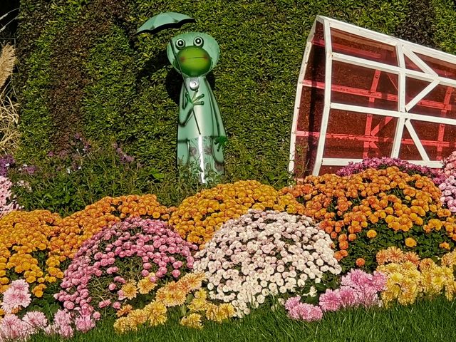 共青森林公園菊花展美翻啦 共青森林公園菊花展美翻啦