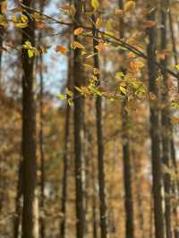 被銀杏包裹的初冬