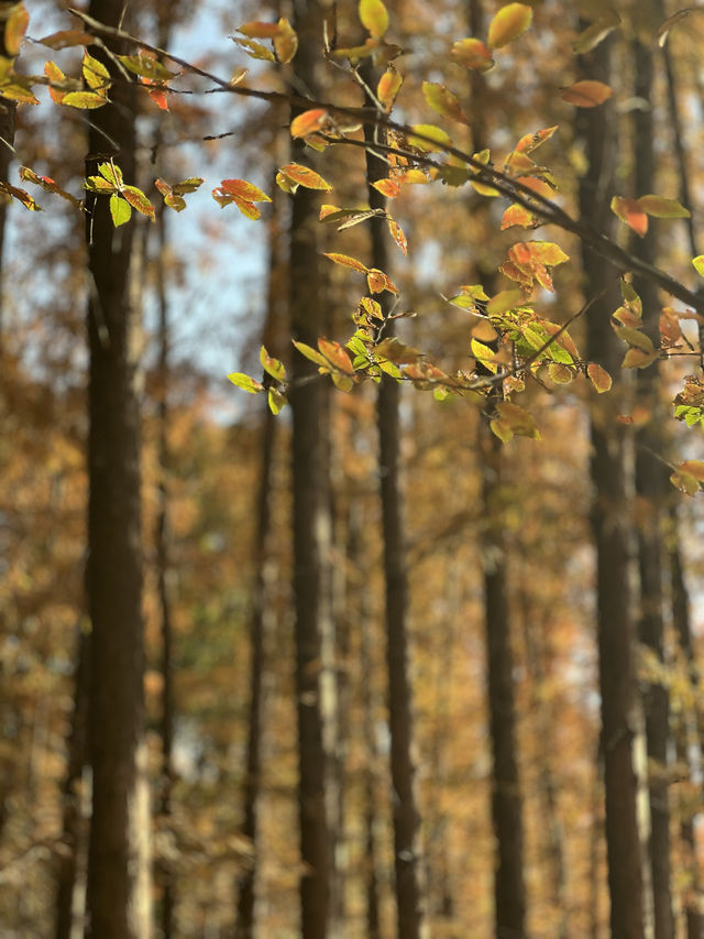 被銀杏包裹的初冬 被銀杏包裹的初冬
