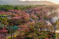 橫琴花海長廊異木棉最佳機位