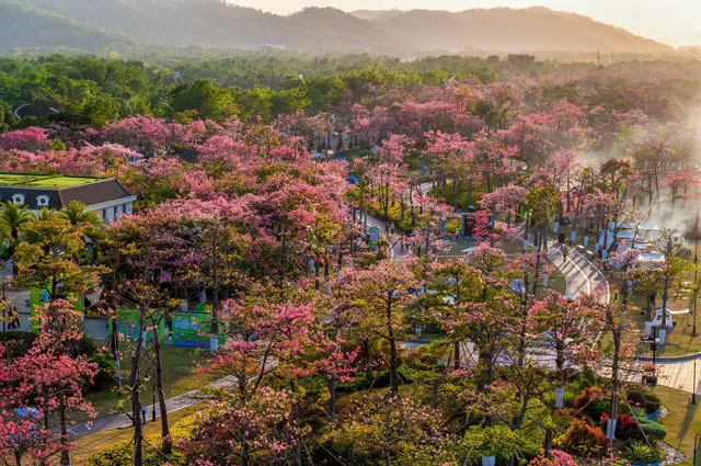 橫琴花海長廊異木棉最佳機位 橫琴花海長廊異木棉最佳機位