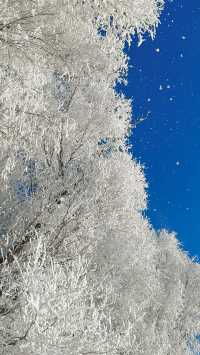 今天的吉林霧淞簡直美爆了!!!