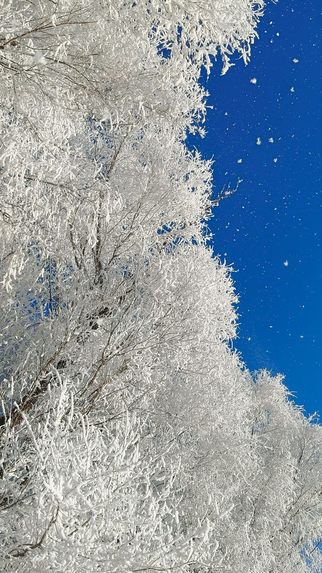 今天的吉林霧淞簡直美爆了!!! 今天的吉林霧淞簡直美爆了!!!