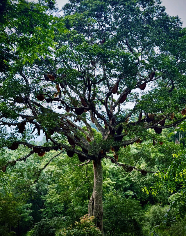 景邁山｜雲南最後的秘境，雲海古寨治癒一切