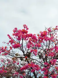 橫琴|一片粉海櫻花木棉很好看