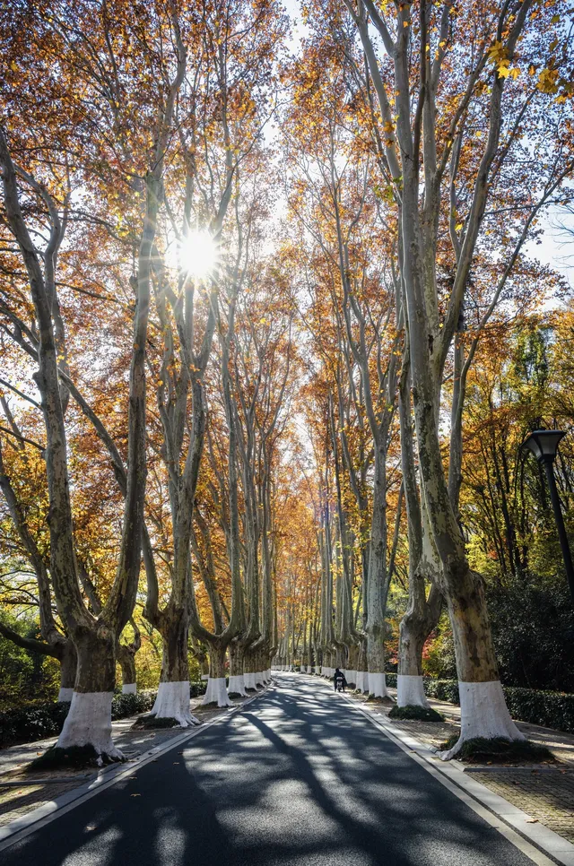 人你好,我是靈谷寺的咪,來看看我和秋天嗎 人你好,我是靈谷寺的咪,來看看我和秋天嗎