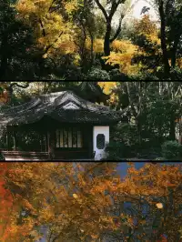 11.28上海賞楓天花板調色盤美哭