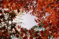 總要去莫干山看一次楓葉吧!