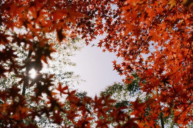 總要去莫干山看一次楓葉吧! 總要去莫干山看一次楓葉吧!