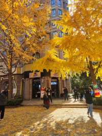 12.9live黃金城道銀杏實拍