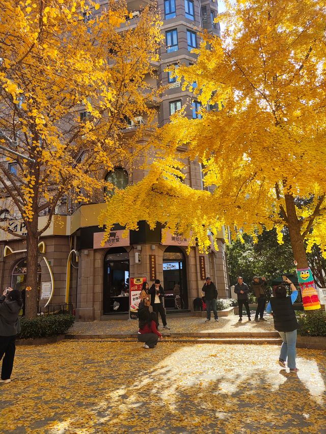 12.9live黃金城道銀杏實拍