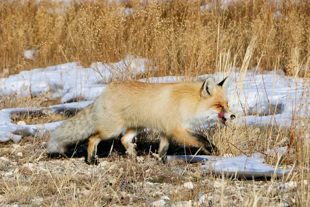 博爾塔拉｜回到賽里木湖
