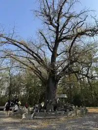 南京千年銀杏|原片直出無濾鏡